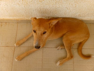 A medium-sized, orange-furred dog lies on a tiled floor indoors, pressed against a textured beige wall. The dog's head is positioned toward the viewer, with its front legs extended. The dog has white toes. This location is in the city of Sabon Tasha, Nigeria.