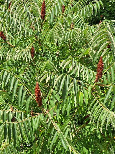 A close-up, eye-level shot shows a densely leafed sumac tree with several fuzzy, dark red seed heads. The leaves are long, narrow, and serrated, arranged in compound structures along reddish-brown branches. Sunlight filters through the foliage, creating dappled shadows. The background consists of more blurred green leaves, suggesting a natural outdoor setting, possibly a park or garden within Kalinka, Russia. There are no people or animals visible in the frame. The image is focused on the plant's natural growth and texture.