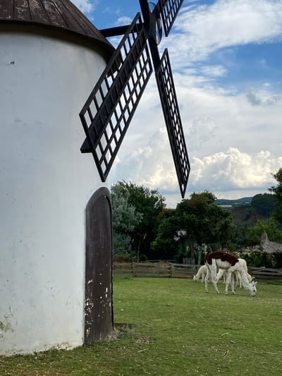 This is a vertical, eye-level medium shot of a white windmill with two black lattice sails against a bright blue sky with fluffy white clouds. The windmill's sails are angled, with one extending from the top left and the other from the bottom right of the frame. The windmill has a weathered, dark brown roof. To the right of the windmill, a lush green lawn stretches towards a distant hillside covered in trees. Several alpacas are visible on the lawn, some standing and some lying down. One alpaca, predominantly white with a dark brown patch on its back, is standing atop another alpaca. The scene appears to be set during the daytime with clear weather. The background shows more trees and a wooden fence. The overall impression is a peaceful, rural setting.