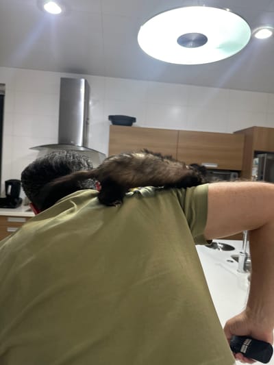 This media file features a person wearing an olive green t-shirt, with their back partially visible to the camera. The person is holding a black remote control in their right hand. A ferret is clinging to the person's shoulder and upper arm, with its body extending down the person's back. The ferret appears to be dark brown and tan with a long tail.

The background suggests an indoor setting, likely a kitchen or living area. Visible elements include wooden cabinets, a stainless steel range hood, and white tiled walls. There are also circular ceiling lights, one of which is prominently illuminated and appears to be a modern fixture with a central dark circle.

The overall lighting suggests it might be daytime, but the indoor setting makes it difficult to ascertain the exact time of day or weather conditions. The scene appears casual and domestic, with the ferret's presence indicating a pet-friendly environment. There is no visible text in the image.