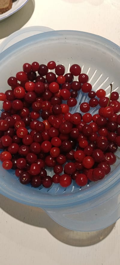 A close-up, overhead shot shows a blue colander filled with ripe cherries. The cherries are a mix of bright red and deep red hues, and some still have their stems attached. The colander itself is translucent blue plastic and rests on a white surface, possibly a table, where a shadow is cast. In the background, slightly out of focus, is a plate with a slice of bread. This image depicts a simple food preparation scene, likely in a domestic setting within Падлабенскі сельскі Савет, Belarus.
