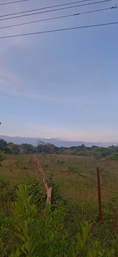 This is a vertical, medium shot photograph of a rural landscape in Vallecito, Venezuela. The image is dominated by a pale blue sky with thin, wispy clouds. In the lower half of the frame, a field of tall, dry grass stretches towards a treeline in the distance. A barbed-wire fence runs horizontally across the middle ground, with a weathered wooden post and a rusty metal post supporting it. In the foreground, lush green foliage grows from the bottom left corner, obscuring some of the fence. The overall impression is one of natural, undeveloped land.