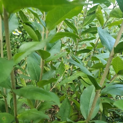 The image is a close-up, vertical shot of a dense canopy of green leaves and thin, brown branches. The leaves are various shades of green, with some appearing lighter and almost bluish, while others are a deeper forest green. The branches are thin and have a textured surface with small, light-colored dots, likely lenticels. The leaves are arranged in a way that creates a layered effect, with some closer to the camera and others receding into the background.
In the background, behind the leaves, hints of other foliage and possibly some dry earth or debris are visible. At the bottom right of the image, a cluster of small, white and yellow flowers can be seen, suggesting a natural outdoor setting. The overall impression is one of lush vegetation, possibly a garden or a wooded area. The lighting suggests it is daytime, with diffused light that doesn't cast harsh shadows, implying perhaps an overcast day or a shaded area. There is no text visible in the image, nor are there any people or specific objects that indicate a particular activity or event. The scene is purely botanical. The location context provided, Dunnae-myeon, South Korea, places the scene in a rural or natural environment within that region.