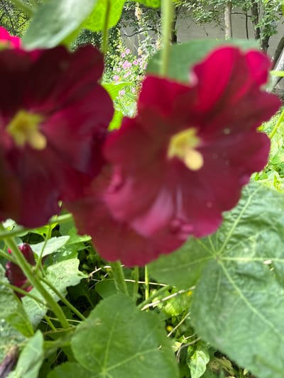 The image shows a close-up, out-of-focus view of deep pink or crimson hollyhock flowers in the foreground. Several large, green hollyhock leaves are visible, some partially obscuring the flowers. In the background, out-of-focus, are glimpses of trees and smaller pink flowers, suggesting a garden setting. The overall impression is of lush greenery and vibrant blooms. The image appears to have been taken outdoors during daylight hours, with natural light illuminating the scene. No specific location in Zelenograd, Russia, can be identified from the visual information provided in the image.