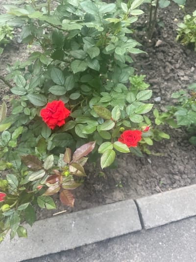 The image shows a rose bush with several red roses and buds. The rose bush is planted in soil next to a grey concrete curb and asphalt. The background consists of more soil and some greenery. There are no people visible in the image. The scene appears to be an outdoor urban setting. The location is specified as Poltava, Ukraine.