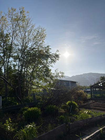 The image depicts a rural outdoor scene under a bright, slightly hazy sky with the sun prominently visible, creating a lens flare effect. In the foreground, lush green foliage and some bare branches are seen, along with wooden structures that appear to be garden beds or enclosures. In the mid-ground, a few buildings are visible, including a blue structure and what looks like a greenhouse. Beyond the buildings, a large mountain range dominates the background, with patches of snow still visible on its slopes. The overall impression is a sunlit day in a natural setting, likely a garden or farm on the outskirts of the city of Termal'nyy, Russia. No people are present in the image.