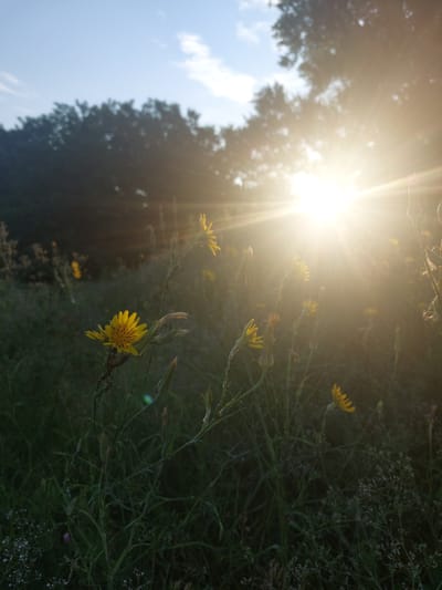 A low-angle, close-up shot captures yellow wildflowers in a field with a bright sunburst shining through trees in the background. The sun's rays create a hazy, ethereal glow, partially obscuring the foliage and the blue sky. In the foreground, several yellow flowers with delicate petals and dark centers are in focus, some with thin stems and buds. The surrounding vegetation appears green and somewhat overgrown. The scene is set in a natural, outdoor environment, likely a park or meadow. This photograph does not contain any specific elements that would indicate its location within the city of Kamianske, Ukraine.