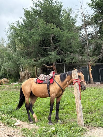 A light brown horse with a red halter and reins is resting its head on a wooden post. The horse is wearing a saddle with a red and white patterned blanket. The scene is outdoors, with green grass and trees in the background. A fence can be seen behind the horse. The lighting suggests it is daytime, and the weather appears overcast. The image was taken in Kaindy, Kyrgyzstan. There is no visible text in the image.