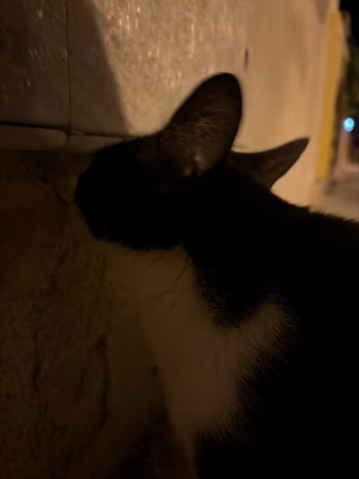 This image shows a close-up of two cats interacting. One cat, predominantly black with white markings, is partially obscuring the other lighter-colored cat. The scene appears to be outdoors, possibly in an urban environment, given the textured wall in the background that resembles a building facade or pavement with reflective qualities, suggesting it might be a street or alleyway in Orihuela, Spain, possibly at night due to the low light conditions and the bright bokeh effect of a distant light source. There are no people visible in the image.