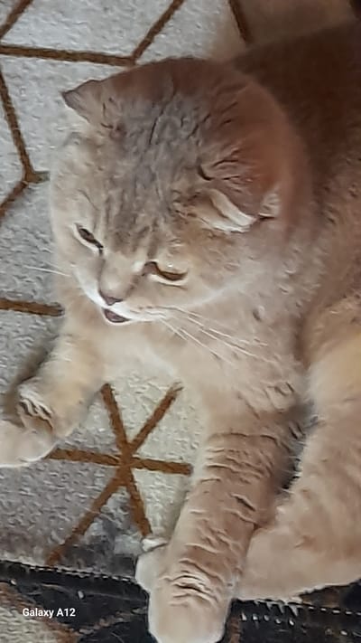 A light-colored cat, possibly cream or light orange, is captured in a close-up, slightly overhead shot, lying peacefully on a textured, patterned surface. The cat's head is tilted, and its eyes are nearly closed, suggesting it is either asleep or deeply relaxed. Its whiskers are prominent, extending from its snout, and the soft fur texture is visible across its body and around its face. Several paws are visible, some curled, some extended, resting on the surface.
The surface beneath the cat appears to be a rug or carpet featuring a geometric pattern. This pattern is composed of light grey or beige textured areas interspersed with dark brown lines that form repeating star-like or hexagonal shapes. The lighting is soft and even, highlighting the details of the cat's fur and the carpet.
In the bottom right corner, the text "Galaxy A12" is visible, indicating the device used to take the photo. The overall scene conveys a sense of tranquility and comfort. The location context is Марковский, Russia.