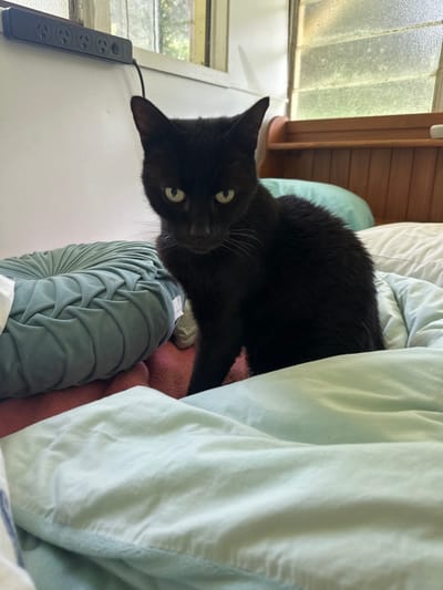 A black cat with green eyes sits on a bed, looking at the camera. The cat is in the foreground, with a stack of pillows behind it. The bed is covered with light blue and pink bedding. In the background, a window with blinds is visible, as well as a power strip mounted on the wall. The scene appears to be an indoor setting, likely a bedroom. The city of Thora, Australia, is not discernible from the image.