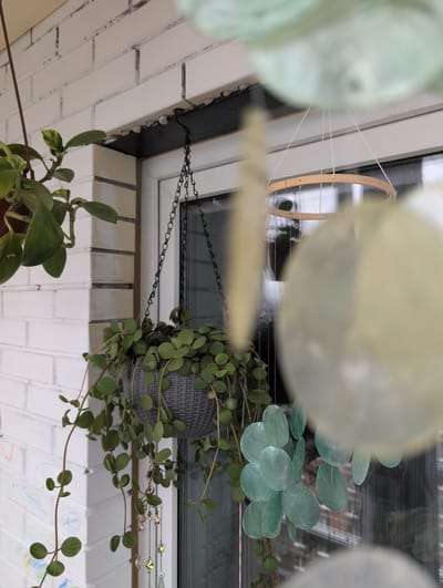 This media file captures a close-up view of indoor plants hanging near a window. The primary subjects are several green plants, some in hanging pots and others trailing downwards. One potted plant in a grey textured pot is particularly prominent, with its long vines and small, round leaves cascading down. Another plant with broader, variegated leaves is visible in the lower left of the frame.
The setting appears to be an indoor space adjacent to a window. The window itself is visible in the background, reflecting some of the surroundings. The plants are hanging from chains, suggesting they are placed to receive natural light. The wall beneath the window is made of white brickwork. Hints of external light suggest it is daytime.
Notable details include decorative elements hanging near the plants, such as a wooden hoop with strings and translucent, circular ornaments, and a string of colorful beaded decorations. The overall impression is one of a home environment where plants are a significant decorative element, possibly arranged on a balcony or near a window indoors to enhance the living space. There is no visible text in the image. The context of Saint Petersburg, Russia, could imply a climate where indoor plants are common and carefully cultivated, especially during colder months.