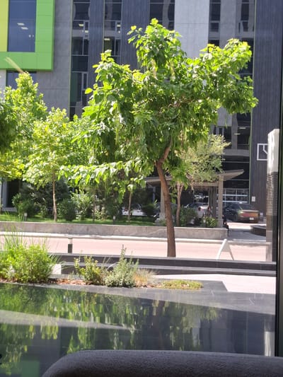 In an urban outdoor environment in Bishkek City, Kyrgyzstan, a reflective, dark-colored surface, possibly a water feature or polished stone, occupies the foreground, mirroring the surrounding scene. Beyond this, a paved walkway, likely made of red brick or similar material, extends horizontally. To the left of the walkway, a planter bed is filled with lush green grass and other low-lying vegetation, with small, dark lamp posts intermittently placed. Further back, several trees with vibrant green foliage stand, some with long, thin seed pods hanging from their branches. Behind the trees, a modern building is visible, characterized by its gray and green facade, featuring large, dark-tinted windows. A covered walkway or porte-cochère with a light-colored roof extends from the building. In the middle ground, two individuals are standing near a few more trees and bushes. To the right of the building, a multi-story parking garage entrance is visible, with a dark-colored car parked in front of it. The car is decorated with a colorful, abstract pattern. The overall impression is of a well-maintained, contemporary urban public space.