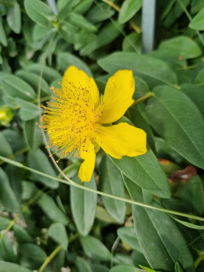 A close-up shot captures a vibrant yellow St. John's wort flower in full bloom. The flower has five petals and a prominent cluster of stamens in its center, each tipped with a tiny brown anther. The petals are a bright, sunny yellow, with a slightly crinkled texture.

The flower is set against a backdrop of lush green foliage. The leaves are oval-shaped and a deep green, with some showing a slightly waxy sheen. There are hints of other plants and branches interspersed within the greenery. A thin, pale green stem or grass blade runs vertically through the right side of the frame, adding a subtle linear element. In the upper left corner, a faint, blurry horizontal band suggests some artificial structure, possibly a railing or pipe, which is out of focus and not a primary subject.

The lighting appears to be natural daylight, casting soft shadows and highlighting the texture of the flower and leaves. The focus is sharpest on the flower's center and petals, with the surrounding leaves gradually blurring into the background. There are no people visible in the image, nor any text. The scene evokes a sense of nature's beauty and the simple elegance of a blooming flower. The setting appears to be an outdoor environment, likely a garden or a natural area with dense vegetation. The time of day is likely daytime, given the bright, diffused light. There are no clear indicators of weather, but the healthy appearance of the plants suggests favorable conditions. The overall mood is peaceful and natural.