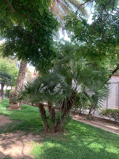 The image depicts a park-like setting with lush green vegetation. In the foreground, a cluster of small palm trees with fan-shaped leaves is prominent. Behind them, the textured trunk of a larger palm tree is visible, along with more palm fronds. The ground is covered in a dense carpet of short green grass, with patches of exposed soil. Overhead, the branches of a deciduous tree with numerous small green leaves create a canopy, dappled sunlight filtering through. In the background, a modern building with a grey, perforated facade and white trim is partially visible. A paved pathway runs alongside the grass, bordered by a low hedge. The scene suggests a tranquil outdoor space, possibly a public garden or a courtyard within a city. The presence of palm trees and the Mediterranean-style vegetation could indicate a location in a warm climate, such as Valencia, Spain.