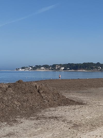 The image depicts a beach scene in Dénia, Spain, characterized by a large mound of dark brown seaweed or decaying vegetation in the foreground. A beach with more seaweed or decaying vegetation stretches toward the middle distance. In the water a few yellow buoys are visible. A man stands in the water near the shore on the beach. In the background is a landmass with houses interspersed among trees and vegetation. The sky is clear and blue.
