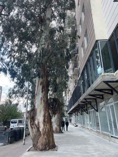A daytime street scene shows a wide sidewalk and a building with a glass-covered overhang in Batumi, Georgia. Two figures walk away from the camera. A large eucalyptus tree with peeling bark stands near the curb, partially obscuring parked vehicles and trash containers. Overhead power lines are visible. The image is slightly rotated clockwise.