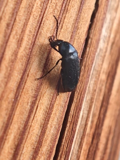 A macro photograph captures a black beetle with visible antennae and legs clinging to a piece of textured wood. The wood grain is prominent, displaying alternating lines of light and dark brown. The beetle's body is elongated and appears somewhat granular. The background is out of focus, emphasizing the beetle and the wood. There is no discernible information regarding the location in Tbilisi, Georgia, as the image focuses solely on the insect and its immediate surroundings.