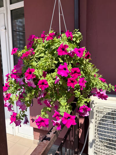 A hanging basket filled with vibrant magenta petunias is suspended in front of a building with a dark pink facade. To the left, a white framed window with a glass pane is visible. To the right, a beige air conditioning unit is mounted on the wall. A brown metal railing runs horizontally in the foreground, casting shadows from the plants onto the tiled floor below. The scene is set outdoors during daylight hours, suggesting a balcony or patio area in a city environment, likely Kyiv, Ukraine, given the context. There are no people present in the image.