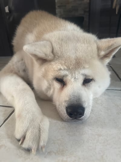 A close-up shot depicts a white Akita dog lying on a light-colored, tiled floor. The dog's head is resting on its paws. The location is not discernible from the image.