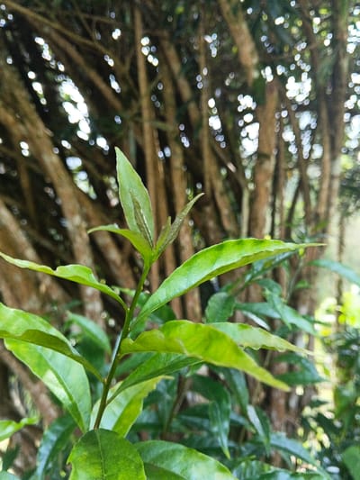 The image depicts a close-up of a leafy green plant situated outdoors in Masulog, Philippines. The primary subject is a slender, green-stemmed plant with numerous bright to medium green leaves, featuring a cluster of lighter green new growth at its apex. The leaves are generally ovate-lanceolate with visible venation. Several small, clear water droplets are present on some leaf surfaces in the lower foreground. The background is heavily out of focus, rendering vertical brown and dark green elements consistent with tree trunks or dense foliage. Multiple bright, circular bokeh effects are visible, indicating sunlight filtering through an overhead canopy. No human figures, animals, or man-made structures are discernible within the frame. The scene is illuminated by natural daylight.