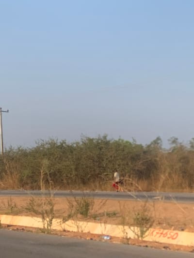 A horizontal landscape shows a person standing near a road adjacent to trees. The sky is a pale blue. Along the road's edge, markings or graffiti are visible on a light-colored wall. The trees are dense and provide a natural barrier along the road. Power lines extend across the top left portion of the sky.