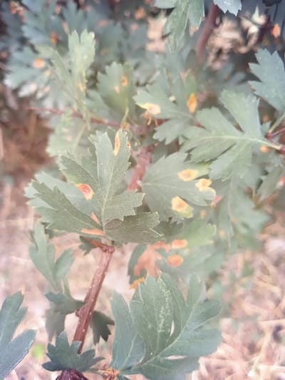 The image displays a close-up view of a plant with lobed, serrated green leaves, some of which exhibit small, orange-brown spots. The plant has a woody stem and appears to be growing in an outdoor environment. The background is softly blurred, suggesting dry vegetation or soil. The lighting is natural, and the overall focus is on the plant's foliage and stem. There are no people or animals visible in the image. The scene is devoid of any specific urban or architectural elements, making it impossible to ascertain its location within Angren, Uzbekistan.