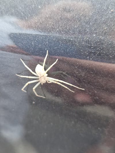 A light-colored spider with long, thin legs is positioned on a dark, dusty surface. The spider is facing to the left and its legs are spread out. The surface appears to be a window or glass pane, with visible dust particles and some smudges. The background is dark and somewhat reflective, suggesting it might be indoors or outdoors at night or in a shaded area. There is no visible text in the image. The overall impression is of a close-up shot capturing a common arachnid in its environment.