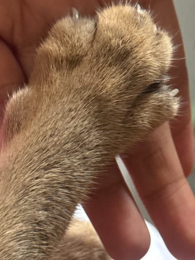 The image shows a close-up of a cat's paw being held by a person's hand. The cat's fur is a light brown or golden color, and its claws are visible and appear sharp. The hand holding the paw has light-toned skin and appears to be an adult's. The background is blurred and out of focus, with hints of light and possibly a wall or other surface. There is no identifiable location in Davao City, Philippines, visible in this image.