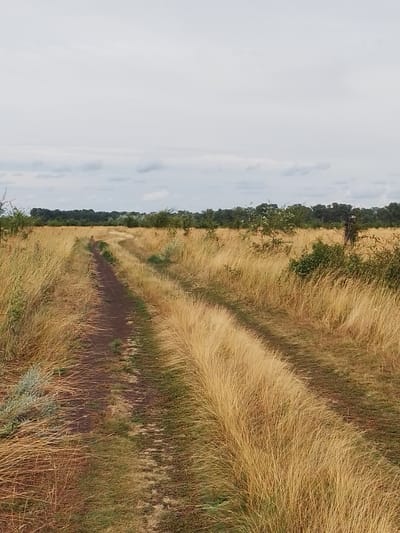 The image depicts a dirt road winding through a field of dry, tall grass. The sky is overcast with scattered clouds. A line of trees forms the horizon in the background. There are no people or animals visible in the image. The scene appears to be in a rural or natural setting. The specific location is identified as Ustyvytsia, Ukraine.