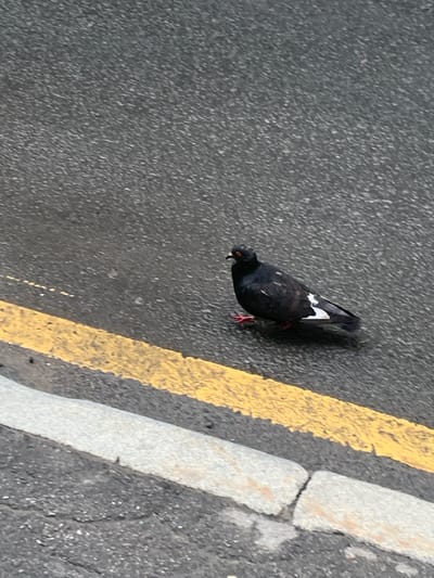 A pigeon stands on a wet asphalt road next to a yellow painted line. The pigeon is predominantly dark gray with white markings on its wings and tail. It has red feet and a small reddish patch around its eye. The road surface is textured, showing individual pebbles within the asphalt. A grey concrete curb is visible in the foreground, with a yellow line painted along the edge of the road. The scene appears to be a street in Saint Petersburg, Russia, likely during or after rain.