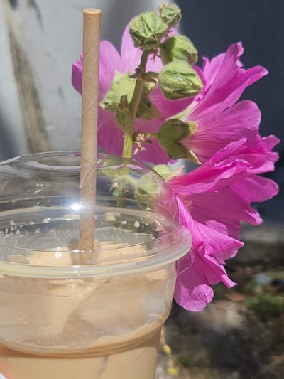 A clear plastic cup filled with a light brown liquid, possibly iced coffee, is positioned in the foreground. A tan paper straw is inserted into the cup, extending upwards. Behind the cup, a vibrant pink flower with several green buds is in bloom. The flower has delicate, ruffled petals. The background appears to be an outdoor setting with a light-colored, textured wall on the left and a darker, blurred background on the right that could be foliage or a building. The lighting suggests it is daytime, with sunlight glinting off the plastic cup. The scene is focused on the juxtaposition of the refreshing drink and the natural beauty of the flower. The location is not identifiable as Budva, Montenegro from the visual information provided.