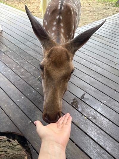 A spotted deer with brown fur and white spots is being fed by a person's hand on a wooden deck. The deer is leaning its head down towards the outstretched hand, its nose almost touching the palm. The deer's ears are pointed upwards, and its eyes are visible. The wooden deck is made of dark planks and appears to be outdoors, with some leaves scattered on its surface. In the background, there is dry grass and foliage, suggesting a natural or park-like setting. There is a log visible in the lower left corner of the image. The scene suggests a close, peaceful interaction between the animal and the person.