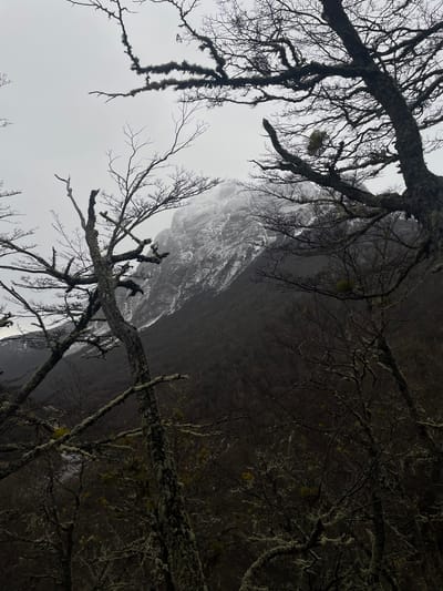 The image depicts a winter scene in Ushuaia, Argentina, characterized by a cloudy, overcast sky. In the foreground, bare, skeletal trees dominate the frame. Their branches are gnarled and twisted, heavily encrusted with lichen and moss, suggesting a damp, cold environment. The trees are dark and leafless, their forms silhouetted against the lighter sky and the distant mountain.
In the middle ground, a densely wooded hillside slopes upwards, appearing dark and foreboding, possibly covered in evergreen trees. The trees in this area are less distinct due to the distance and low light conditions.
The background features a prominent mountain peak. The upper reaches of the mountain are covered in snow, contrasting with the dark slopes below. The mountain is partially obscured by mist or clouds, adding to the atmospheric and somewhat somber mood of the image. No people, animals, or man-made objects are visible in the scene. The overall impression is one of a wild, untamed natural landscape in winter.