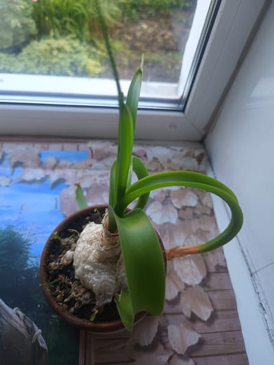 The image shows a potted plant with green leaves and a bulb, situated on a windowsill in an indoor setting. The plant appears to be an amaryllis or a similar bulbous plant. The bulb is partially exposed and covered with some white material, possibly paper or cloth. The leaves are long and strap-like, with one leaf showing signs of browning at the tip. The pot is made of terracotta and contains dark soil.
The windowsill has a patterned surface with a backdrop that appears to be a mural or wallpaper depicting a natural scene with trees and a blue sky. Behind the plant, a window shows a blurred view of greenery outside, suggesting a garden or park. The window frame is white.
The scene is consistent with a residential interior, likely a home, in the city of Тайжина, Russia. The lighting suggests it is daytime. There are no people or animals visible in the image. The overall impression is that of a houseplant being cared for indoors, with a view of the outdoors through the window.