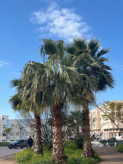 This image depicts an urban street scene in Fez, Morocco, under a bright blue sky with sparse white cumulus clouds. In the foreground, three mature palm trees with fibrous brown trunks and dense green fronds rise from a patch of green ground cover adorned with numerous small yellow flowers. To the left, a dark-colored sedan (possibly an Opel Astra G) is visible on a paved road, positioned in front of a multi-story white building featuring blue architectural accents. A male pedestrian, dressed in dark clothing, walks on the pavement next to the car, facing away from the viewer. To the right, a street lined with multi-story light brown buildings shows several green refuse bins. A significant accumulation of refuse, including white plastic bags, is visible on the ground adjacent to these bins. A second, indistinct human figure can be observed further down the street among the buildings and refuse.