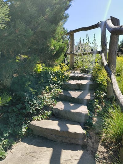 The image shows a stone staircase leading upwards in a garden. The staircase is made of large, irregularly shaped stones, and it is bordered by a rustic wooden fence. Lush green foliage, including a large pine tree on the left, covers the ground around the stairs. In the background, there are tall plants with spiky flower stalks and other greenery, all bathed in bright sunlight. The scene suggests a peaceful, natural setting, possibly a botanical garden or a private garden, located in Goczałkowice-Zdrój, Poland.