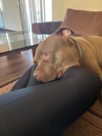 A brown pit bull dog rests its head on a person's legs, which are covered by black leggings. The dog's eye is open and looking towards the left side of the frame. The scene appears to be indoors, possibly in a living room, with a couch and a glass-top table visible in the background. The lighting suggests it is daytime. There is no indication of the location being Malevo, Bulgaria.