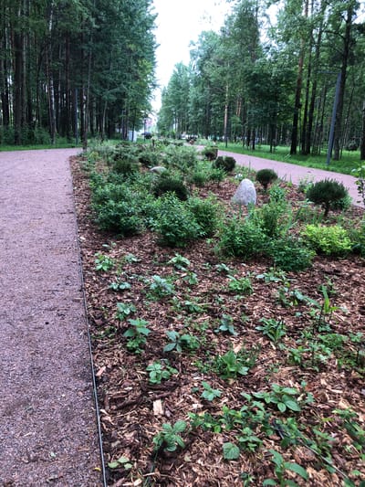 The image depicts a park pathway in Saint Petersburg, Russia, likely during the summer due to the lush greenery. A light-colored, gravel pathway curves from the left foreground into the background, bordered by a manicured garden bed. This garden bed features a variety of low-lying plants, shrubs, and mulch. Tall, dense trees line the right side of the path, creating a shaded environment. In the background, the path appears to continue, with more trees and hints of urban infrastructure like streetlights and buildings visible in the distance. The lighting suggests an overcast day, typical of the region. There are no people or animals visible in the frame.