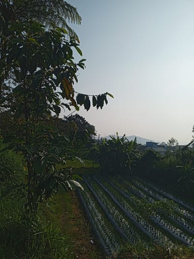 A slightly angled, wide shot depicts a rural scene, likely in or near the Ciherang region of Indonesia, given the prompt.

In the foreground, on the left, are lush green grasses and a tree with dense foliage, casting shadows and obscuring the immediate ground. To the right of the grasses, a dirt path leads towards a cultivated field.

The cultivated field is composed of neat rows of plants, seemingly growing through or along dark-colored ground cover (possibly plastic mulch). The rows run diagonally from the lower right corner towards the middle ground.

Beyond the field, there's a dense area of vegetation, including banana trees, obscuring what lies directly behind. In the distance, buildings are visible, suggesting a settlement or village. A muted mountain range is faintly discernible on the horizon.

The sky is bright and clear, without visible clouds. The overall lighting suggests a sunny day, though the foreground is shaded by the vegetation. There is no visible people or animals in the image. The scene appears still and peaceful.