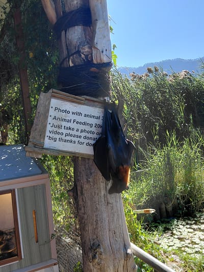 A large fruit bat hangs upside down from a wooden post in Baturiti, Indonesia, near a pond with lily pads. A sign is attached to the post with instructions regarding photos and donations. The bat's fur is dark brown with a reddish-orange neck. The background consists of tall green reeds and a distant mountain range under a clear blue sky. The scene appears to be at an outdoor sanctuary or zoo.