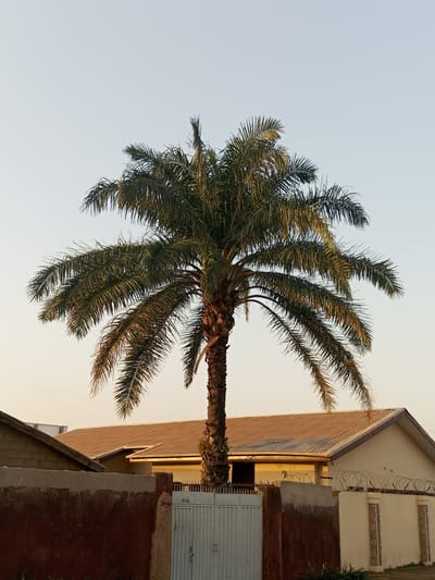 A tall palm tree dominates the center of the frame, its fronds extending outwards against a clear, pale sky. The tree trunk is rough and textured. In the foreground, a low, reddish-brown wall partially obscures the view of a white metal gate. Behind the wall and gate, the roofs of two buildings are visible, one with a brown, corrugated metal roof and the other with a lighter, cream-colored facade. The building to the right has barbed wire coiled along the top of its wall. The scene appears to be an outdoor residential area in the city of Barden Yana, Nigeria.