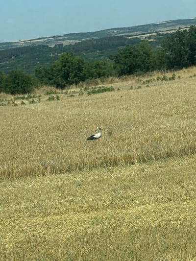 An adult white stork with black wingtips and a red beak stands in a field of dry, golden wheat. The stork is facing left, with its head slightly lowered. The field is vast and appears to be at or near harvest time. In the background, rolling hills covered in green trees recede into the distance under a hazy, light blue sky. Small buildings, likely rural homes, are faintly visible nestled amongst the trees on the hills. The scene depicts a natural environment likely outside of the immediate urban center of Cherven Bryag, Bulgaria, with the stork being the primary subject in a rural agricultural landscape.