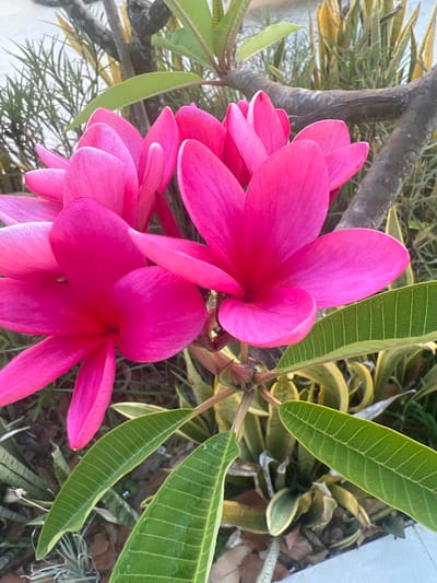 A close-up, eye-level shot captures a cluster of vibrant pink plumeria flowers in full bloom, set against a backdrop of greenery. The petals of the flowers are intricately detailed, with some showing a slight dewiness. Lush green leaves with prominent veins are scattered throughout the frame, some partially obscuring the flowers. A thick, textured branch, likely part of the plumeria plant, runs diagonally across the upper right quadrant. In the background, out-of-focus foliage in shades of green and yellow creates a soft bokeh effect. The ground appears to be covered with dry leaves and pebbles. The scene suggests a warm, outdoor environment, possibly a garden or park, within Hof HaCarmel Regional Council, Israel. There are no people or animals present in the image.