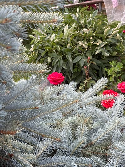 This is a close-up, eye-level, outdoor, daytime, medium shot of the foliage of a coniferous tree and some leafy green plants with red flowers. The coniferous tree, likely a Blue Spruce, occupies the right two-thirds of the frame. Its branches are covered in short, needle-like leaves that are a dusty blue-green color, giving it a frosted appearance. The needles are densely packed, creating a textured and feathery look. Some of the branches are angled towards the viewer, and the overall effect is one of soft, cool tones.
To the left of the coniferous tree are lush, leafy green plants. These plants have broad, ovate leaves that are a deep green, with some lighter variegation visible on certain leaves, appearing as pale green or almost white patches. Interspersed among the green leaves are bright red flowers. One prominent red flower is visible in the center-left of the frame, its petals ruffled and velvety. Another red flower, or part of one, is visible higher up on the left side. The contrast between the cool blue-green of the conifer and the vibrant red of the flowers is striking.
The background is a mix of dark green foliage and shadows, suggesting a garden setting. The lighting indicates it is daytime, with sunlight illuminating the needles of the conifer and casting soft shadows. There are no people visible in the image, nor any text. The overall mood is serene and natural, highlighting the beauty of contrasting textures and colors in a garden environment.