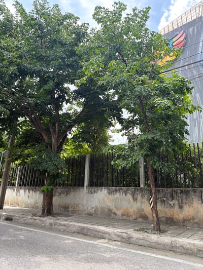 The image captures a street scene in Bangkok, Thailand. Two mature trees with dense green foliage stand on a concrete sidewalk bordering a road. Behind the trees, a weathered concrete wall, showing signs of age and discoloration, supports a black metal fence. Beyond the fence, the upper floors of a modern building are visible, featuring a large, colorful winged logo and a patterned facade. The sky above is partially cloudy with a clear blue sky visible in some sections. The sidewalk is paved with square tiles, and a storm drain is visible at the edge of the road. There are no people or animals present in the scene.