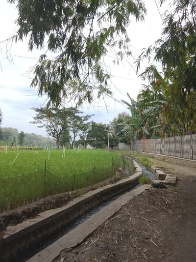 This image captures a rural scene in Gunung Malang, Indonesia, featuring an agricultural landscape with a focus on a water channel and cultivated fields. In the foreground, a concrete water channel runs along the edge of a dirt path, its water reflecting the overcast sky. The path is covered with dry leaves and twigs. Adjacent to the path and channel is a vibrant green field, likely a crop such as rice or vegetables, protected by a mesh fence and supported by thin poles. Beyond this field, a line of bamboo fencing separates the cultivated area from more distant vegetation. Several trees are visible in the midground, including some with broad leaves, possibly banana trees, and other deciduous trees. Further in the background, rolling hills are shrouded in a hazy mist. The sky is overcast, contributing to a soft, diffused light. There are no people or animals visible in the frame. The overall impression is one of a serene, working agricultural environment.