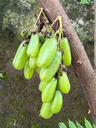 A cluster of bright green, elongated fruits hangs from a brown tree branch. The fruits are smooth and have a slightly pointed end. Some of the fruits have small, dried brown remnants attached to their stems, suggesting they are nearing maturity or have begun to wither. The tree branch is rough-barked and has a diagonal orientation. In the background, a mottled green and gray wall covered in moss or lichen creates a textured backdrop. The scene appears to be outdoors, possibly in a garden or natural setting. There are no people visible in the image. The specific location in Mataram, Indonesia cannot be determined from the image alone.