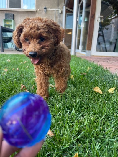 A medium shot captures a brown poodle puppy standing on a green lawn, its tongue slightly out. In the foreground, a person's hand holds a blurry, translucent purple ball. Behind the puppy, a paved patio area leads to a building with large glass doors. To the left of the puppy, a table and chairs are visible on the patio. The scene is set outdoors in a residential backyard, possibly located in Sofia, Bulgaria, given the architectural style and commonality of such gardens.