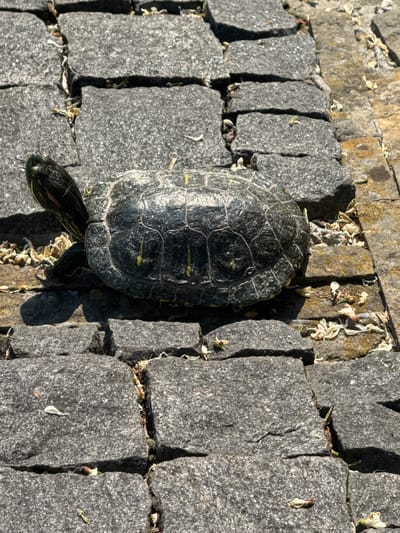 The image shows a red-eared slider turtle on a cobblestone path. The turtle is dark green with yellow markings on its shell and head. It is facing left, with its head extended. The cobblestones are gray and appear worn, with some cracks and debris, including dried leaves and small green shoots, in between them. The path is illuminated by sunlight, casting a shadow from the turtle. The scene is captured from a slightly elevated, overhead perspective. There is no indication of Vinnytsia, Ukraine in the image itself.